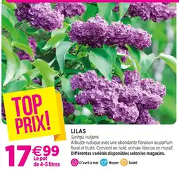 Delbard Lilas offre