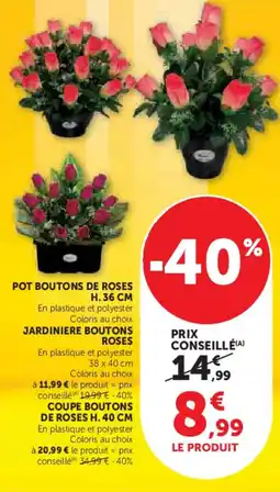 Super U Pot boutons de roses offre