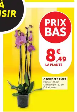 Hyper U Orchidée 3 tiges offre