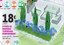 E.Leclerc CYPRÈS DE PROVENCE CUPRESSUS SEMPERVIRENS offre