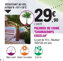 E.Leclerc PALMIER DE CHINE CHAMAEROPS EXCELSA offre