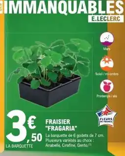 E.Leclerc FRAISIER 'FRAGARIA' offre