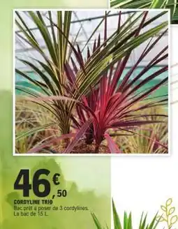 E.Leclerc CORDYLINE TRIO offre