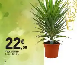 E.Leclerc YUCCA EMILIA offre