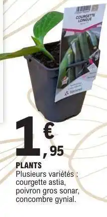 E.Leclerc PLANTS offre