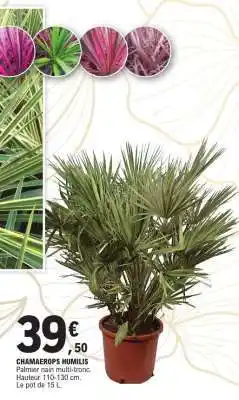 E.Leclerc Chamaerops humilis offre