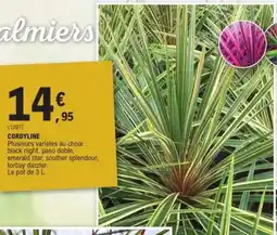 E.Leclerc CORDYLINE offre