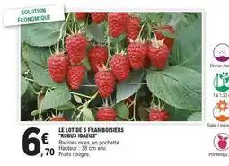 E.Leclerc LE LOT DE 5 FRAMBOISIERS 'RUBUS IDAEUS' offre