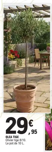 E.Leclerc OLEA TIGE offre