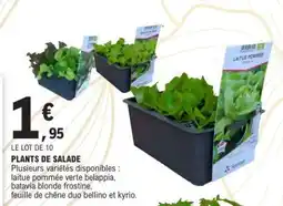 E.Leclerc Plants de salade offre