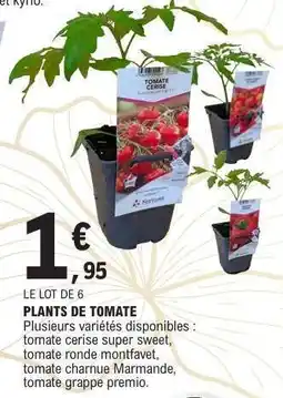 E.Leclerc PLANTS DE TOMATE offre