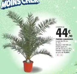 E.Leclerc Phoenix Canariensis offre