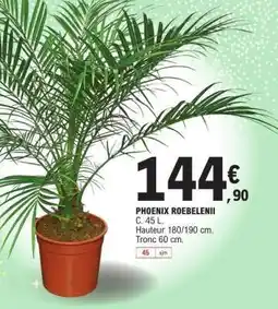 E.Leclerc Phoenix Roebelenii offre