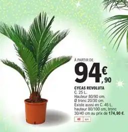 E.Leclerc Cycas Revoluta offre