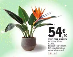 E.Leclerc STRELITZIA AUGUSTA offre
