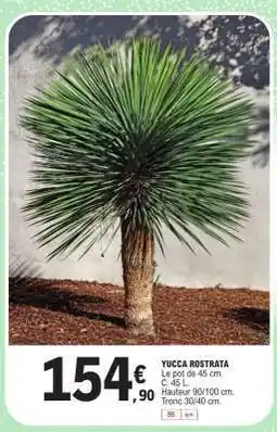 E.Leclerc YUCCA ROSTRATA offre