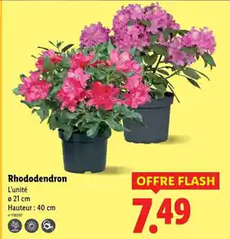 Lidl Rhododendron offre
