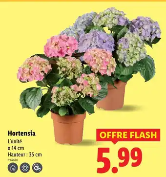 Lidl Hortensia offre