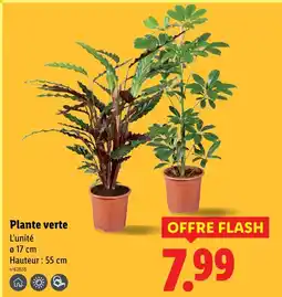 Lidl Plante verte offre