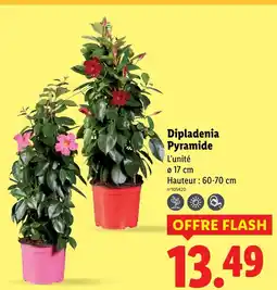 Lidl Dipladenia pyramide offre
