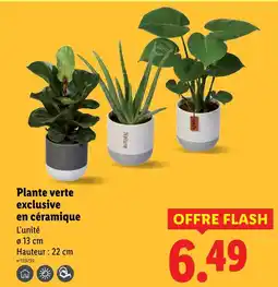 Lidl Plante verte exclusive en céramique offre