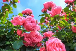 Jardiland Rosier buisson offre