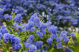 Jardiland Ecloz lilas de californie tapissant ecloz offre