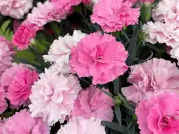 Jardiland Œillet offre