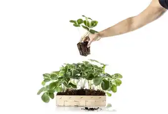 Invivo nous on sème bar à fraises bio invivo nous on sème