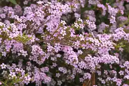 Jardiland Diosma offre