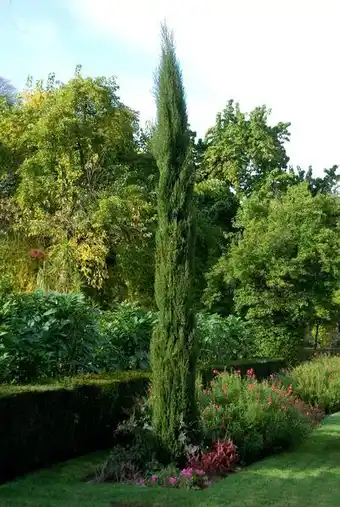 Ecloz cyprès de florence totem ecloz