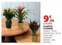 Super U Plante fleurie offre