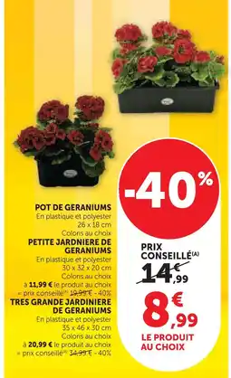 Super U Pot de geraniums offre