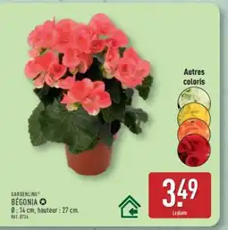 ALDI Bégonia offre