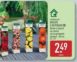 ALDI GARDENLINE ROSIER À REPIQUER offre