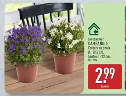 ALDI GARDENLINE CAMPANULE offre