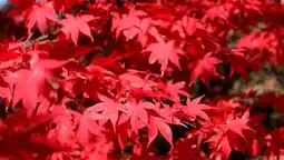 Auchan Sansmarque érable du japon offre