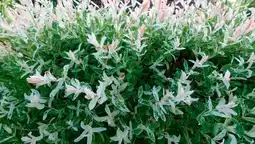 Auchan Sansmarque saule crevette offre