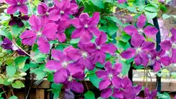 Auchan Clématite offre