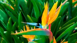 Auchan Sansmarque strelitzia reginae (oiseau du paradis) offre