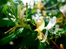 Auchan Sansmarque chèvrefeuille offre
