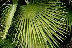 Auchan Sansmarque chamaerops excelsa offre