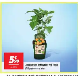 Netto Framboisier remontant pot offre