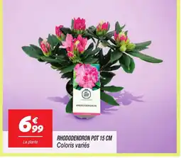 Netto Rhododendron pot offre