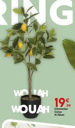 Maxi Bazar Citronnier Cerza offre