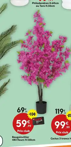 Maxi Bazar Bougainvillier offre