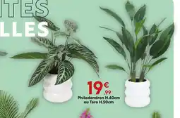 Maxi Bazar Philodendron H.60cm ou Taro offre