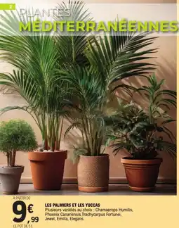 E.Leclerc Les palmiers et les yuccas offre