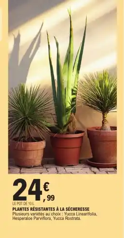 E.Leclerc Plantes résistantes à la sécheresse offre