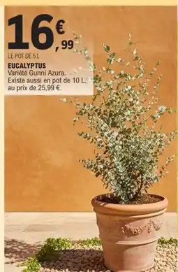 E.Leclerc Eucalyptus offre